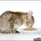 The Biggest Myth About When Can Kittens Eat Wet Food Exposed