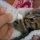 The Pitfall of When To Start Feeding Kittens