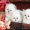 The One Thing to Do for Where To Buy A Kitten