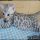 The Biggest Myth About White Bengal Cat For Sale Exposed