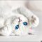 The Do’s and Don’t of White Kittens With Blue Eyes