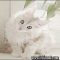 White Maine Coon Kittens – Overview