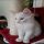 The Insider Secret on White Maine Coon Kittens For Sale Uncovered