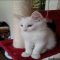 The Insider Secret on White Maine Coon Kittens For Sale Uncovered